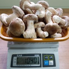 [신사리마을]착한송이 생버섯(중품)800g