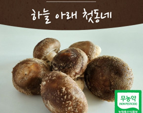 [하늘아래첫동네]송고버섯 1kg