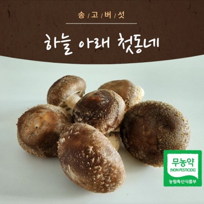[하늘아래첫동네]송고버섯 1kg